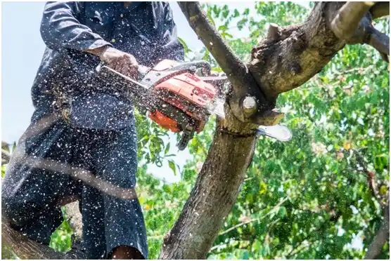 tree services Savanna